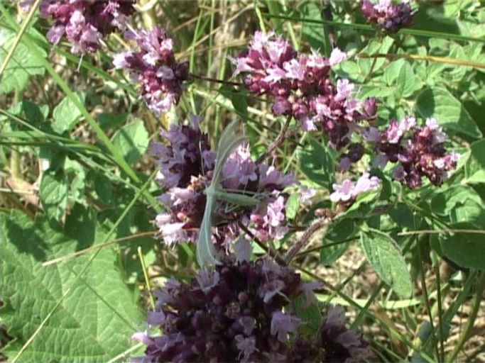 Schlehen-Federgeistchen ( Pterophorus pentadactyla ), ihre Vorder- und Hinterflügel sind federartig aufgespalten : Kaiserstuhl, 21.07.2006